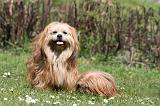 LHASSA APSO 296